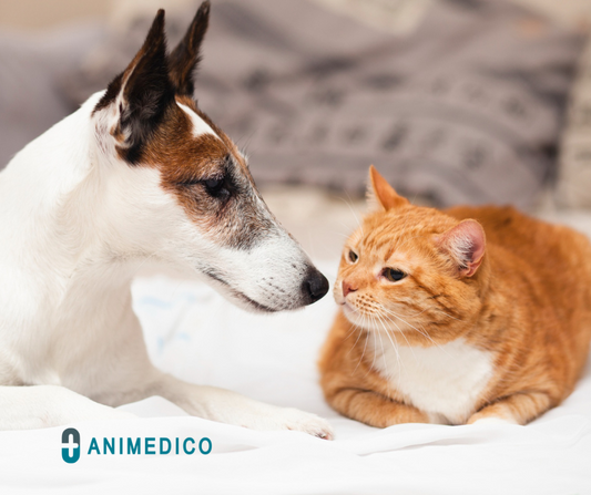 Na slovenski trg je prišel Animedico – prehranska dopolnila za pse in mačke