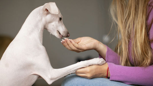 Ženska odmerja psu probiotik