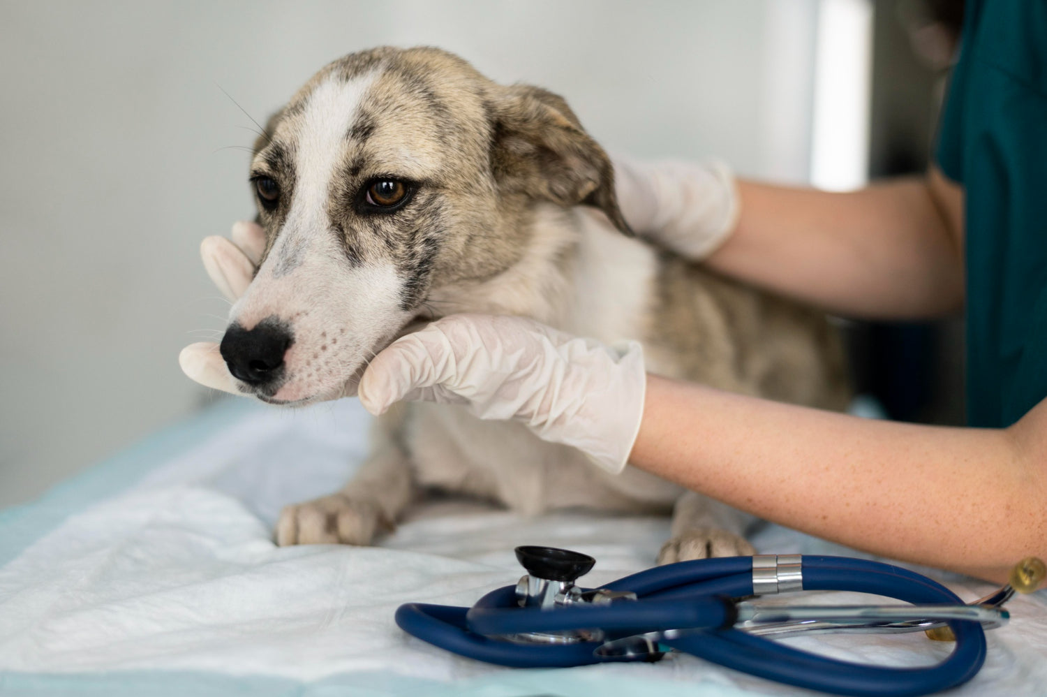 pregled psa pri veterinarju