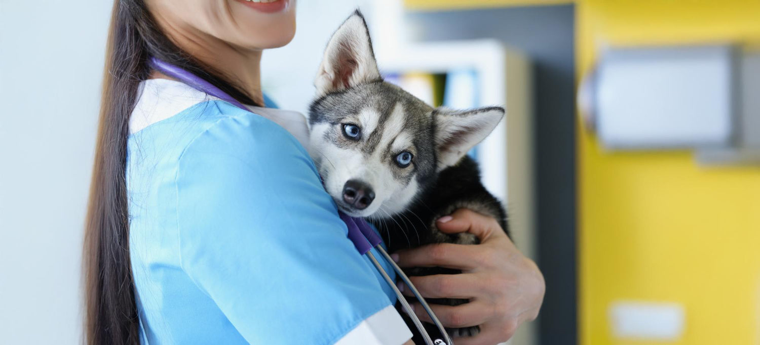 haski pri veterinarki