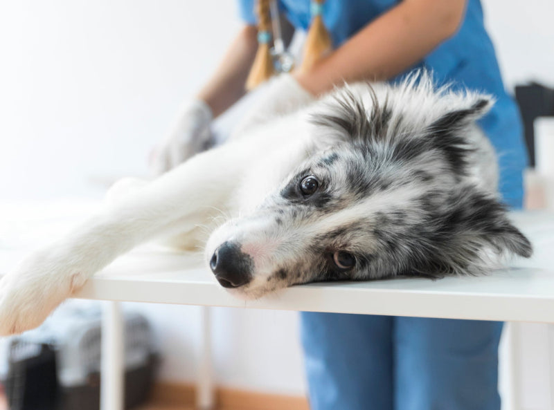 veterinarka pregleduje haskija