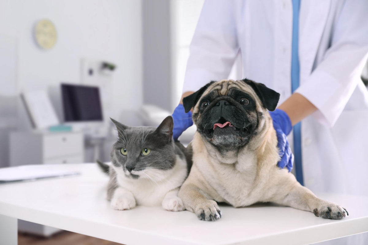 pes in mačka pri veterinarju svetla slika