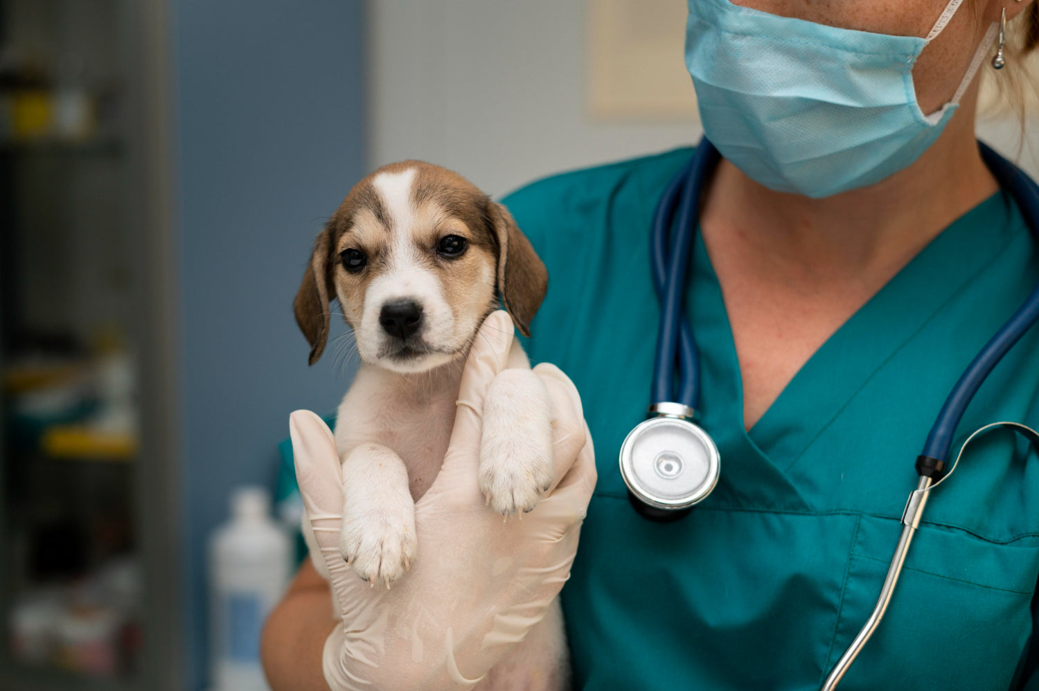 pes pri veterinarju