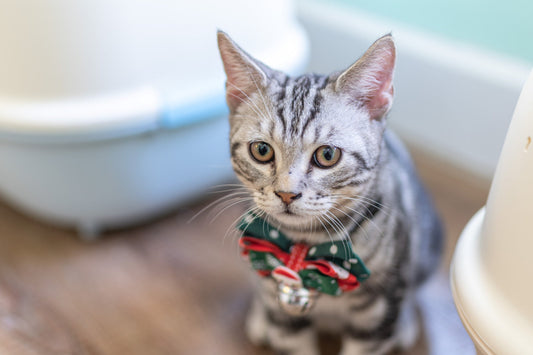 Probiotiki za mačke. Nuja v času antibiotikov ali več kot to?