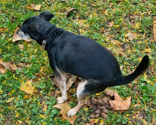 driska pri psu simptomi in pomoč