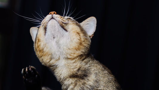 Praskanje pri psu in mački