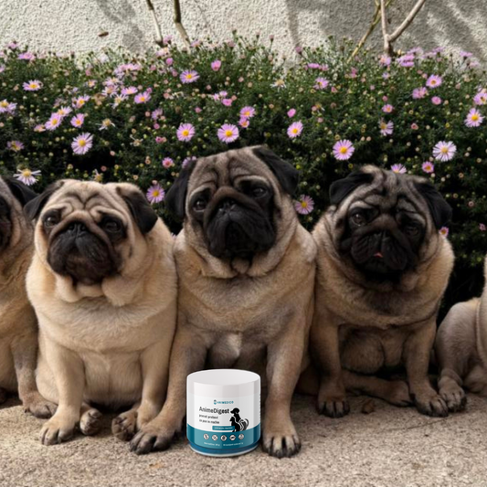 AnimeDigest - pomoč prebavi za pse in mačke