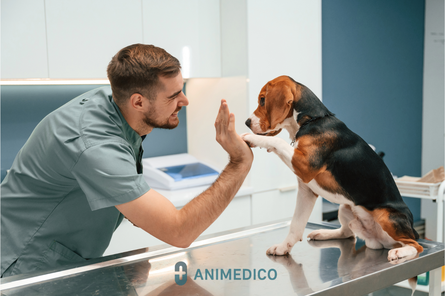Veterinar in beagel in logo Animedico