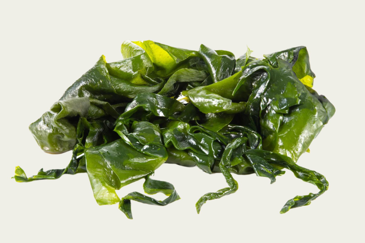 Kelp alga