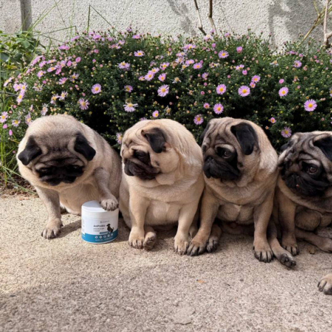 GlucoCanin - obogaten glukozamin za pse