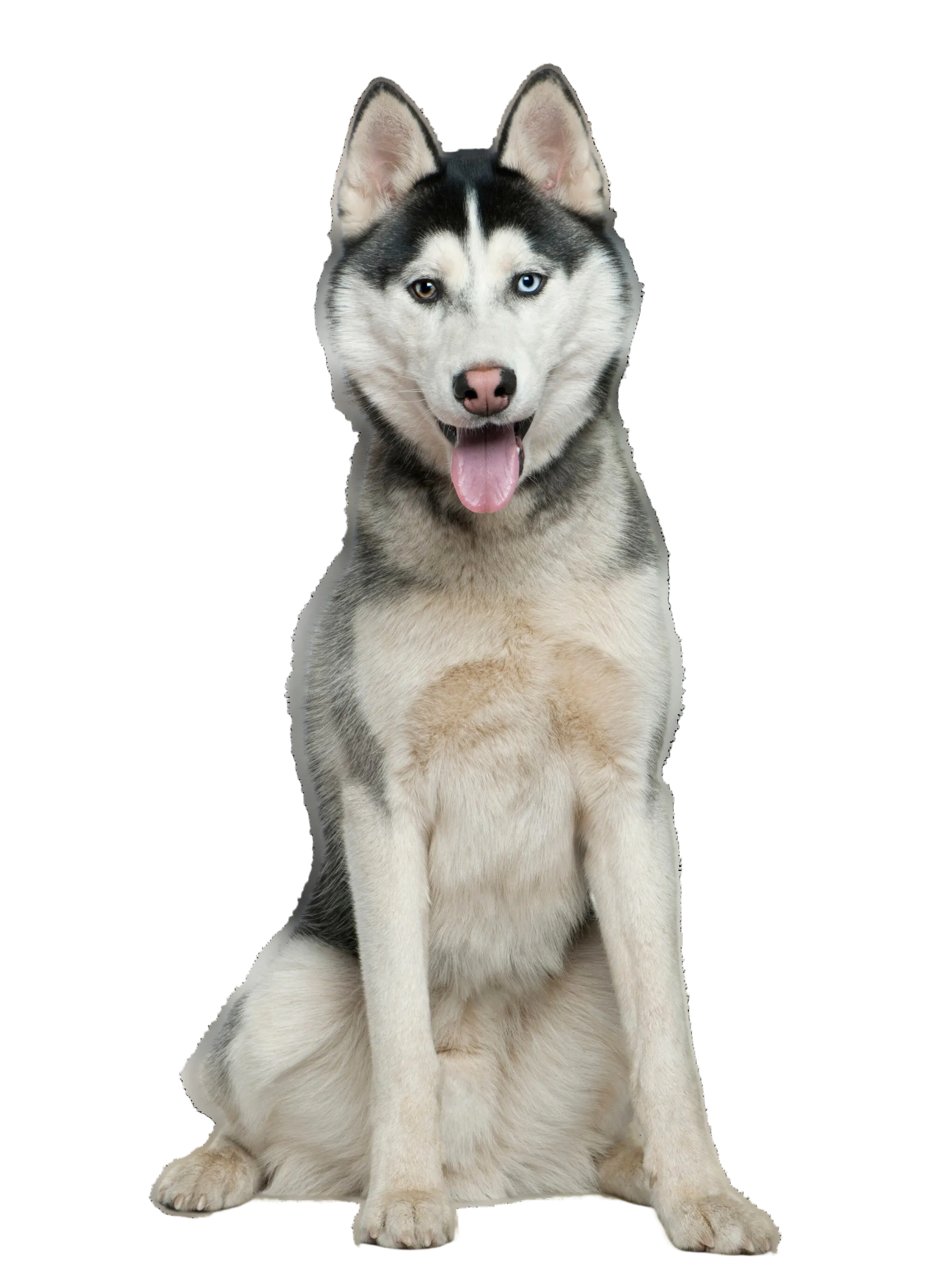 huski pes