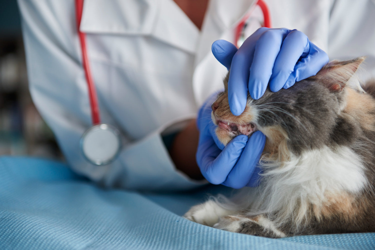 mačka zobje in roke veterinar