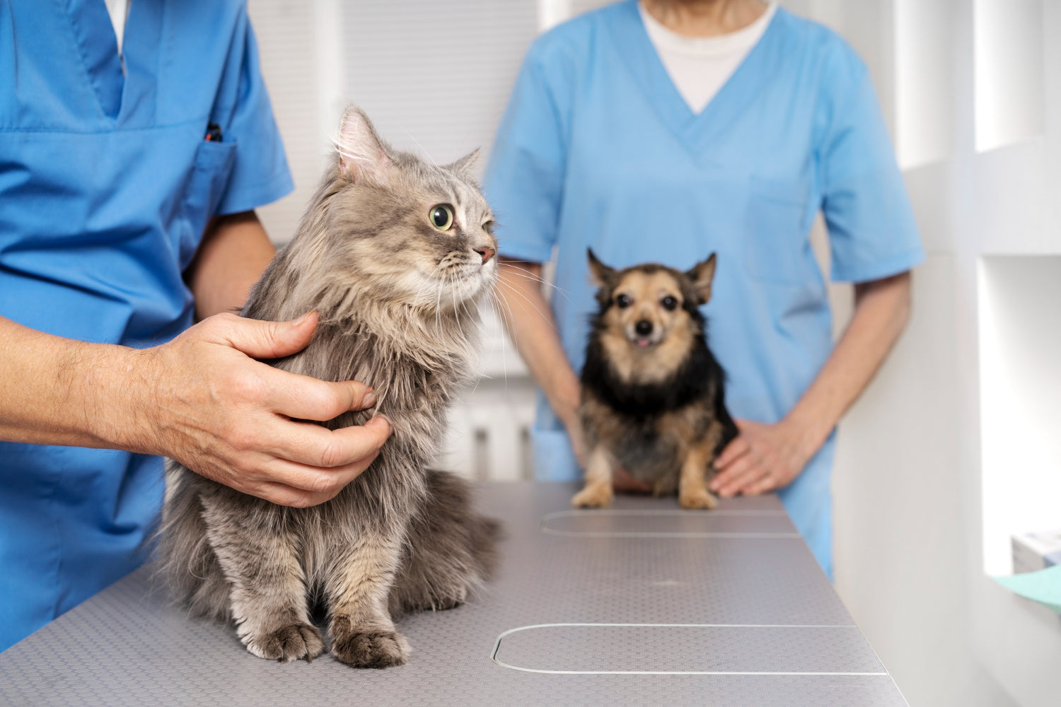 pes in mačke pri veterinarju