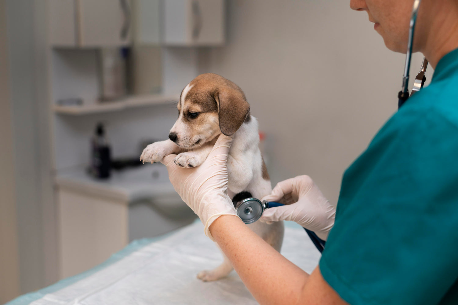 pes pri veterinarju
