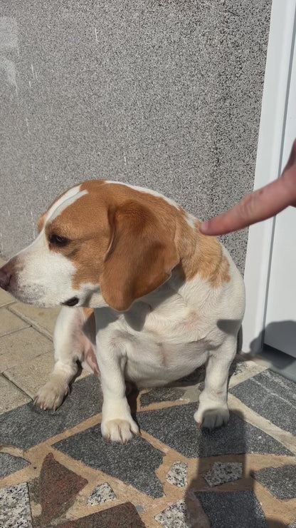 AniDerma - za lepšo in močnejšo dlako psov in mačk