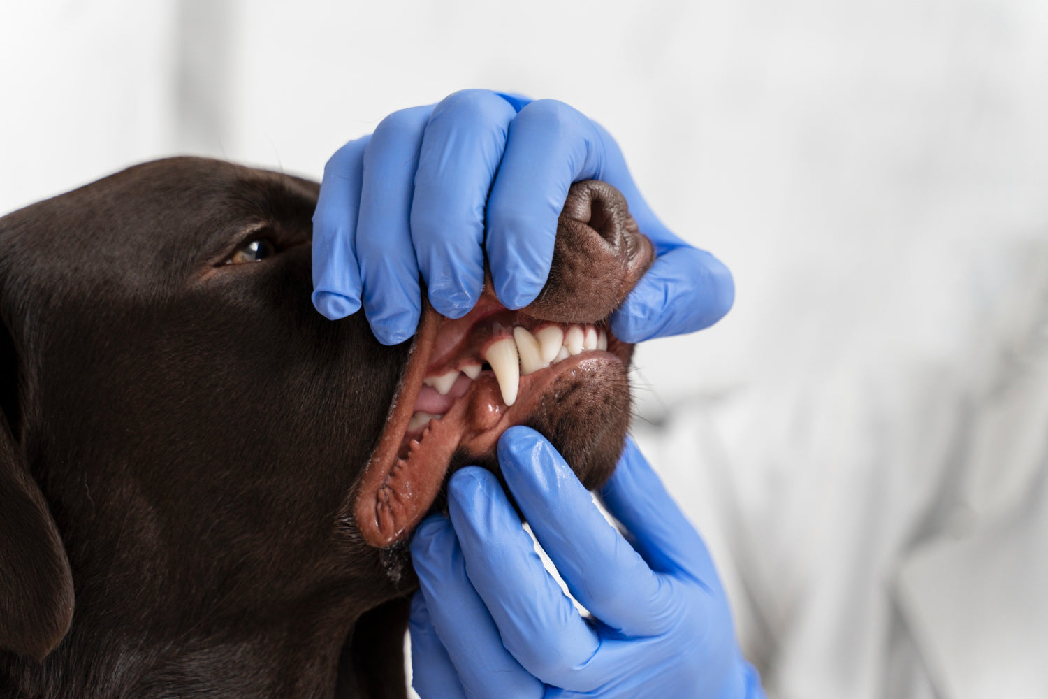 pasji zobje in roke veterinar