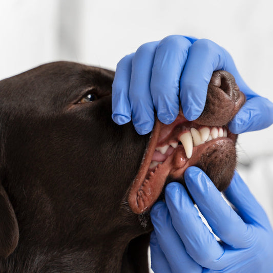 AniDental - za ustno higieno psov in mačk